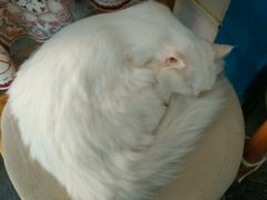 android_upload_pic-Anne猫窝咖啡屋