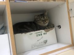 -全心全意连锁动物医院·微创中心·内科急重症·心脏专科(丰管路店)