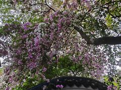 -深圳国际园林花卉博览园