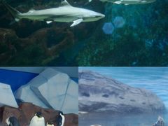 -海合安武汉极地海洋公园