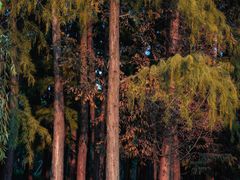 -上海共青森林公园