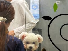 -瑞派天使宠物医院·神经外科·骨科·核磁(洛川中路店)