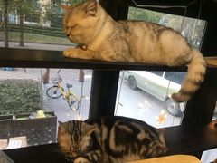 -李小姐の猫咖啡馆(五角场店)