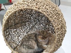 -飞行喵MR PILOT|猫舍·猫咖(静安大融城店)
