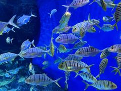 -成都浩海立方海洋公园