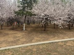 -丁香湖公园