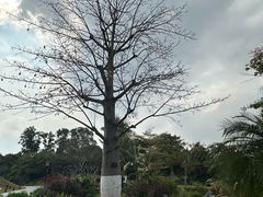 -东莞植物园