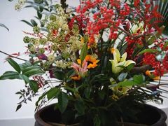 -合肥滨湖国家森林公园