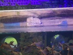 -梦幻海洋王国(吾悦广场张家港店)