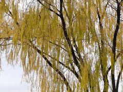 -昆山城市生态森林公园