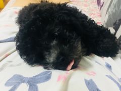 -美联众合动物医院·24h京西诊疗中心