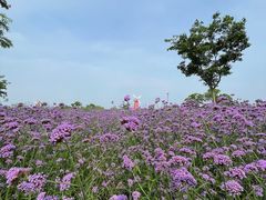 -同里国家湿地公园