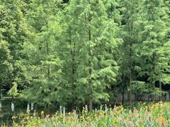 -重庆彩云湖湿地公园