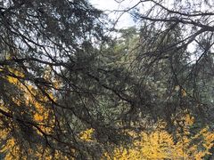 -昆明植物园