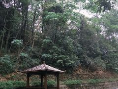 -火炉山森林公园