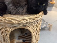 -Heymao猫咖.咖啡厅(东门店)