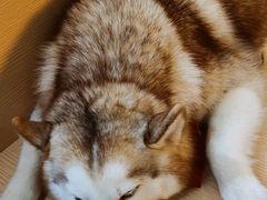 -Husky Go! 哈士奇体验馆·宠物咖啡厅狗咖