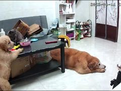 -创凡宠物医院·骨专科  猫科中心(西乡分院)