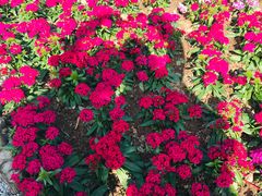 -映月湖公园