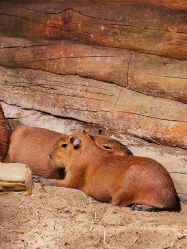 -Zoolung Zoolung动物主题公园(海信广场店)