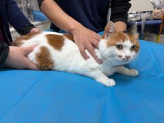 -美联众合动物医院·24h京西诊疗中心