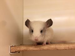 -龙猫仔乐园(惠福东路店)