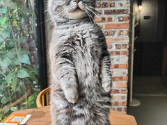 -豆逗聊愈猫阁Easy Life