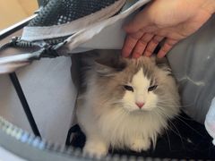 -瑞派申生动物医院·24H夜诊·国际动物医疗中心·骨外科(吴中路店)