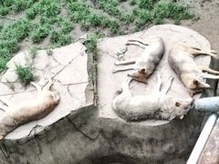 -哈尔滨北方森林动物园