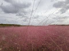 -春花秋色城市公园