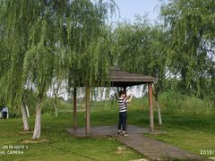 -合肥滨湖国家森林公园