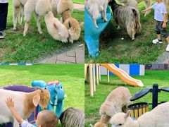 -廊坊固安福朋喜来登酒店