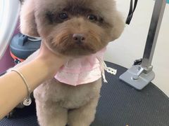 -芭比堂动物医院·24小时·眼科中心(深圳中心)
