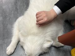 -汪说·狗咖(旺城大厦店)