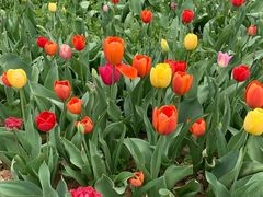 -洛阳郁金香牡丹园