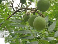 -鹫峰国家森林公园