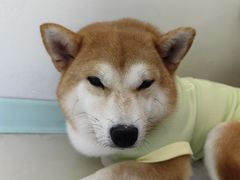 -怪兽屋·羊驼·猫咖·狗咖(俊华广场店)