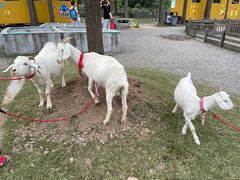 -前小桔亲子创意农场·草莓采摘·露营烧烤