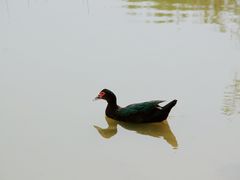 -南大港湿地风景区