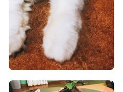 -李小姐の猫咖啡馆(五角场店)