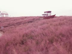 -大塘金香草谷