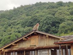 -岚山猴子公园