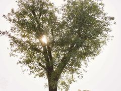 -汉长安城未央宫国家考古遗址公园