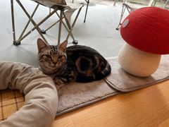 -猫咪派对(江南西店)