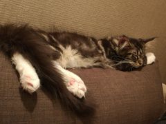 -猫大福·Fortune Cat猫舍(百子湾店)