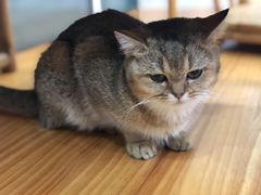 -李小姐の猫咖啡馆(五角场店)