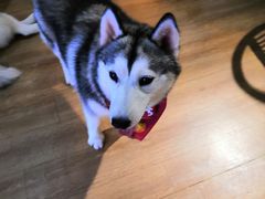 -Husky Go! 哈士奇体验馆·宠物咖啡厅狗咖