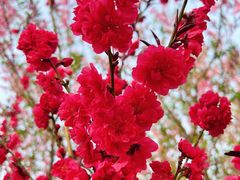 -海棠花溪(元大都城垣遗址公园)