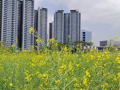 -光明小镇欢乐田园