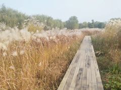 -长兴太湖图影湿地文化园